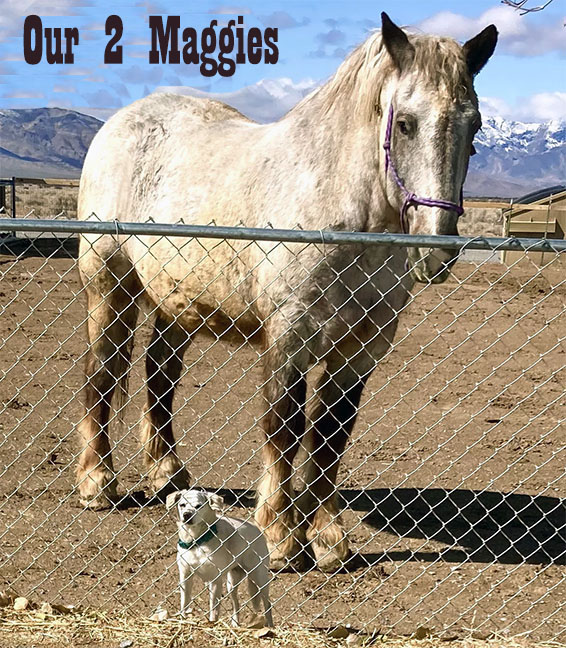 Animal Friends 1